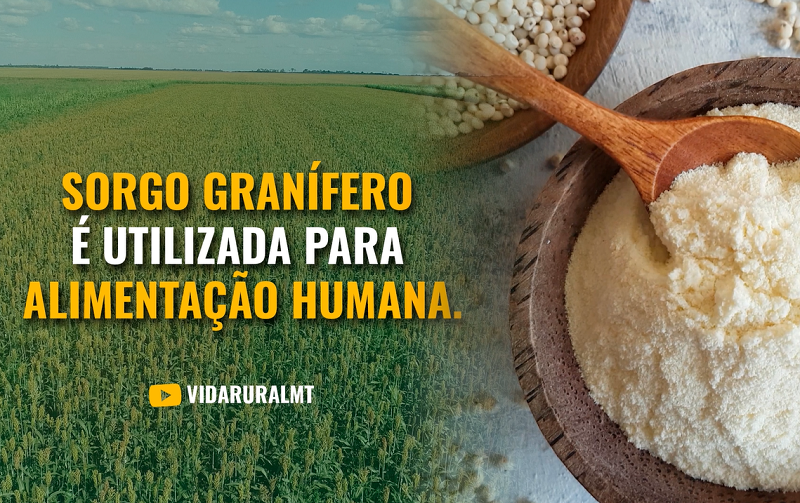 AREA CULTIVADA NO BRASIL COM SORGO CRESCEU QUASE 3% DIZ CONAB